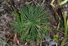 Compound leaves (Epes, AL)-Mid Fall