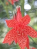 Red flower with yellow speckled red inside leaves
