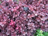  Iresine herbstii 'Brilliantissima'