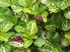 Green leaves with yellow veins