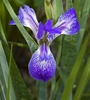 Iris hexagona