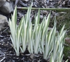 Form