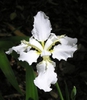 Iris tectorum