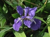Iris tectorum