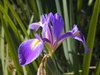 Iris virginica