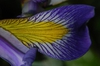 Iris virginica