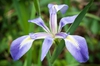 Iris virginica
