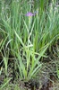 Iris virginica
