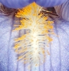 Iris virginica