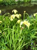 Iris - x - Pseudata - Kinboshi - Sunken Garden , Wake County