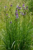 Form