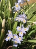Light blue flowers with orange crests  (Cabarrus Co. NC)