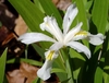 White flowers with golden crests