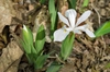 Leaves and flowers