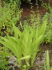 Form