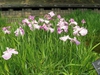 Iris ensata