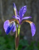 Iris sibirica flower
