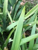Leaf close-up (cabarrus Co. NC)