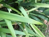 Leaf close-up upper side (cabarrus Co. NC)