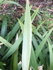 Underside of leaf (Spring, Cabarrus Co. NC)