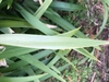 Underside of leaf (Spring, Cabarrus Co. NC)