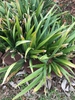 Winter form (Cabarrus Co. NC)
