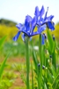 Iris laevigata flowers