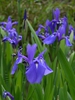 Iris laevigata flowers