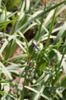 Iris laevigata fruits