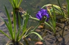 Iris laevigata in water
