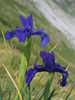 Group of blue irises.