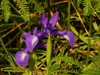 Group of blue-violet irises.