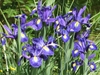 Group of blue irises.