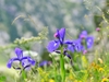 Group of blue irises.