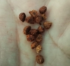 small, brown, reticulated seeds in the palm of a hand.