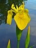 Close up of flower