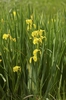 Form