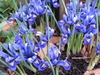Group of pants in bloom