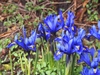 small irises with vivid blue flowers