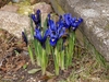 small irises with vivid blue flowers
