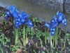 small irises with vivid blue flowers