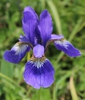 Iris sanguinea flower