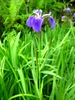 Iris setosa flower