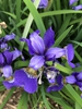 Iris sibirica