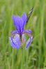 Flower and bud