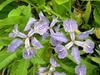 Iris tectorum