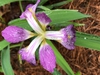 Iris tectorum
