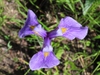 Close up of flower