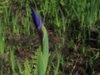 Flower bud