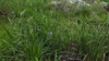 Native habitat